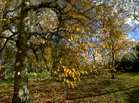 Westonbirt Arboretum Summer/Autumn 2020