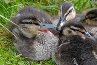Ducks @ Cirencester Abbey Grounds Park, Spring 2024