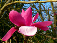 Westonbirt Arboretum: Spring 2012