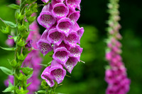 Westonbirt Arboretum Early June 2024