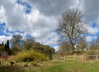 Westonbirt Arboretum 2021_2025
