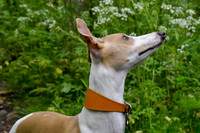 Dog Portraits: Captain Kiki: Breed: Whippet