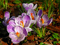 My Garden