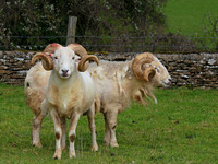 Chavenage Sheep