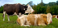 Tetbury Cows