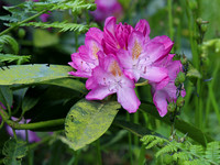 Westonbirt Arboretum: Spring 2015