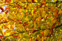 Westonbirt Arboretum: Autumn 2015