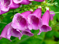 Westonbirt Arboretum:Spring 2014