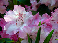 Westonbirt Arboretum: Spring 2013