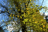 Westonbirt Arboretum Autumn 2018