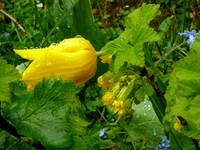 My Garden Spring 2021