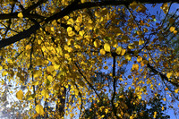 Westonbirt Arboretum Autumn 2019