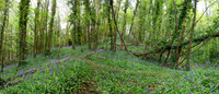 Chavenage Lane & Hermit's Cave Wood 2019
